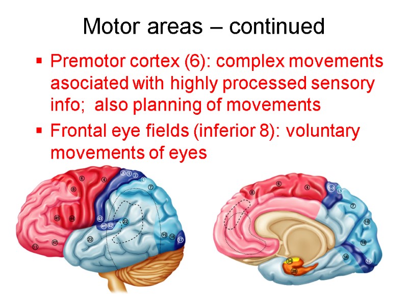 Motor areas – continued Premotor cortex (6): complex movements asociated with highly processed sensory